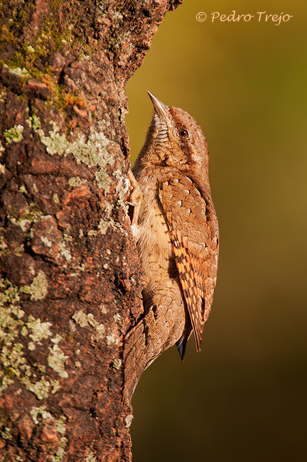 Torcecuello (Jynx torquilla)